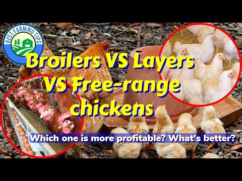 , title : 'Broilers VS Layers VS Free range chickens: Whats better? Whats more profitable?'