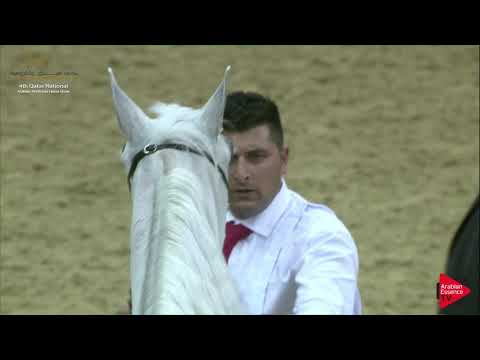 N.146 MADANAH AL NASSER - 2019 Qatar Nat. Peninsula show - Mares 7-10 Years Old (Class 8) .mp4