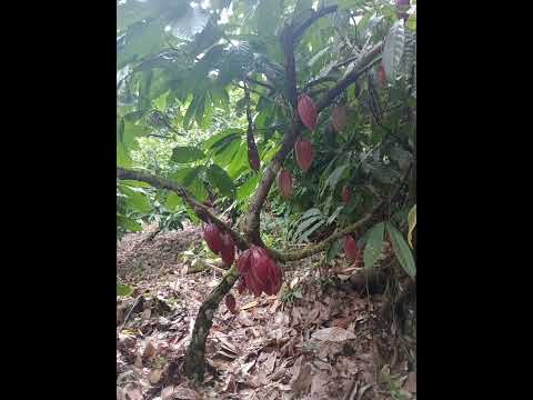 22 HECTARES NO município de itajuipe-Ba cacau e pasto por 440 mil.