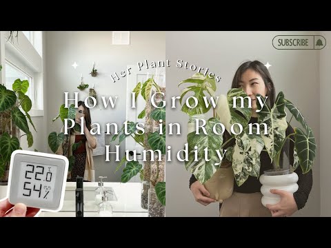 Growing rare plants in Room Humidity in Canada 🇨🇦 - my experience!