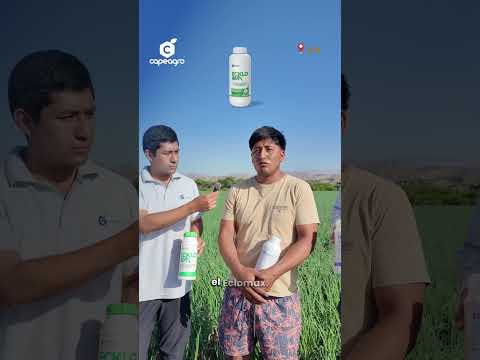 Agricultores comparten su experiencia en cebolla con los productos Capeagro 🌱🧅 #agricultura #cebolla
