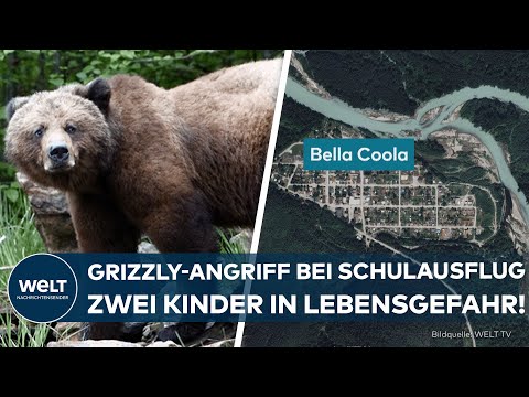 Video Thumbnail: KANADA: Grizzlybär attackiert Schulklasse – Elf Verletzte! In zwei Fällen besteht Lebensgefahr