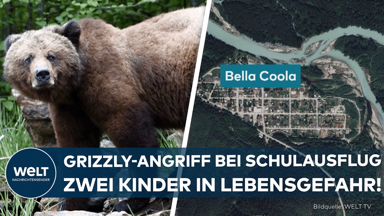 KANADA: Grizzlybär attackiert Schulklasse – Elf Verletzte! In zwei Fällen besteht Lebensgefahr