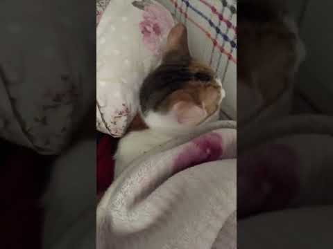 Cat sleeping with blanket😃