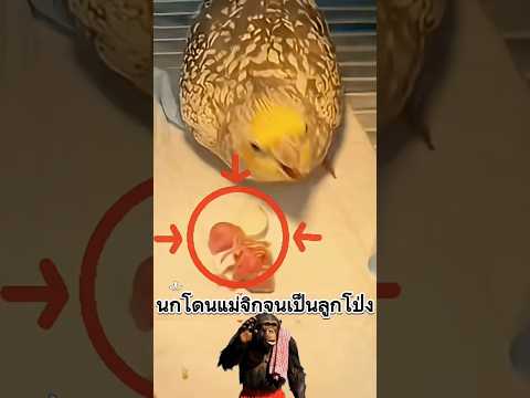 นกโดนแม่จิกจนเป็นลูกโป่ง #ความรู้ #animals #น่าสนใจ