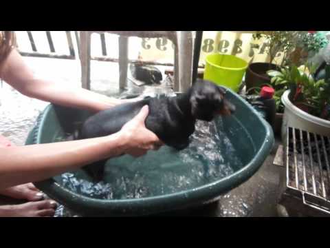Nishka(Dachshund) Swim! :D