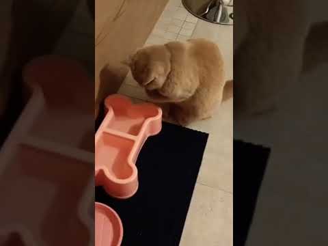 Damaris si lava🐱 #shorts #Damaris