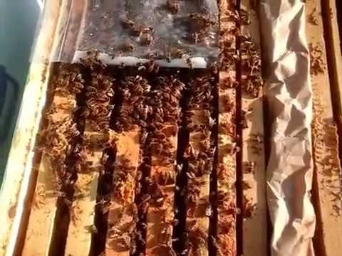 Apicultura februarie 2017 Cum se prezinta stupina in 5 februarie