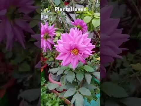 #sangeet #flowers #shortsfeed #shorts #nature #love #naturelovers