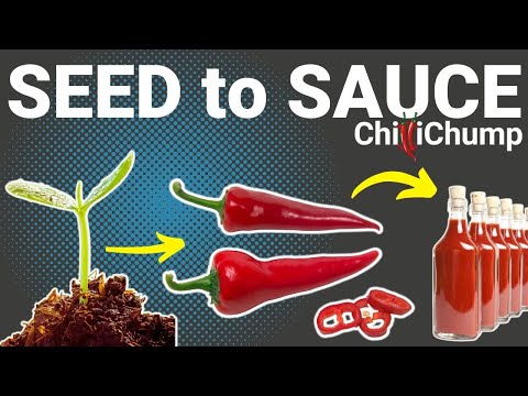 Introduction to ChilliChumps Beginners Guide to Growing Chilli Peppers