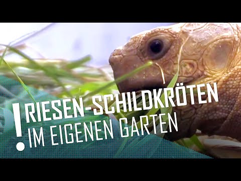 Schildkröten im Garten | DER TIERKANAL