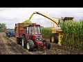 Mais Silage 2023 New Holland 1805 International 833 Ford 7840 Van Norel Doornspijk