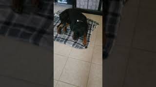 Video preview image #1 Rottweiler Puppy For Sale in San Antonio, TX, USA