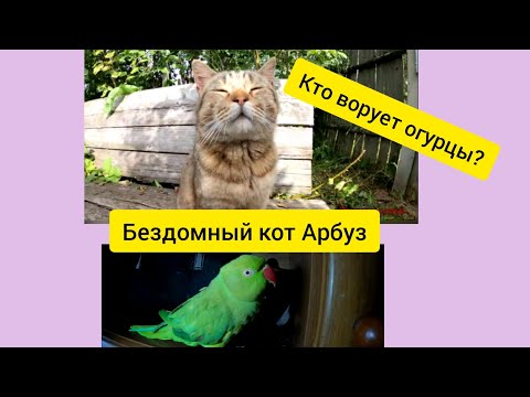 ДАЧА. БЕЗДОМНЫЕ КОТЫ / ОЖЕРЕЛОВЫЙ ПОПУГАЙ КЕША