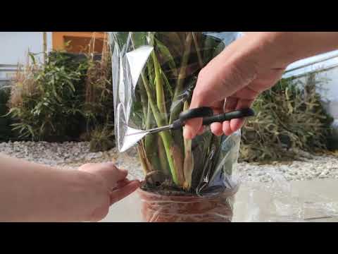 Zamioculcas zamiifolia, Glücksfeder, pflegeleichte Zimmerpflanze. Übertopf