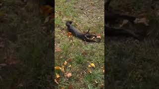 Video preview image #1 Mountain Cur-Unknown Mix Puppy For Sale in Rockaway, NJ, USA