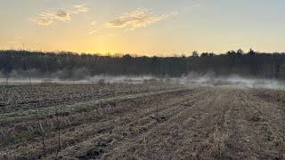 Hazelnut agroforestry system overview - preparation and planting
