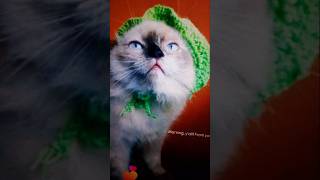 Download lagu Morning ya'll! yumi are cat;🫶🏼💕☺️#Josayn vlog ☺️☺️#bisayavlogger #cutecat mp3