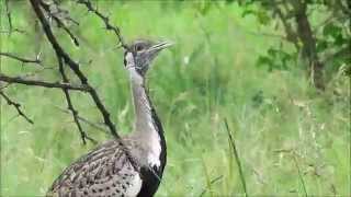 preview picture of video 'Call of the Black Bellied Bustard'