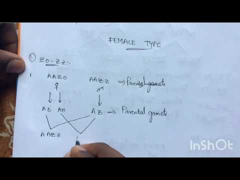 POINT MUTATION BY PHANINDRA GUPTHA