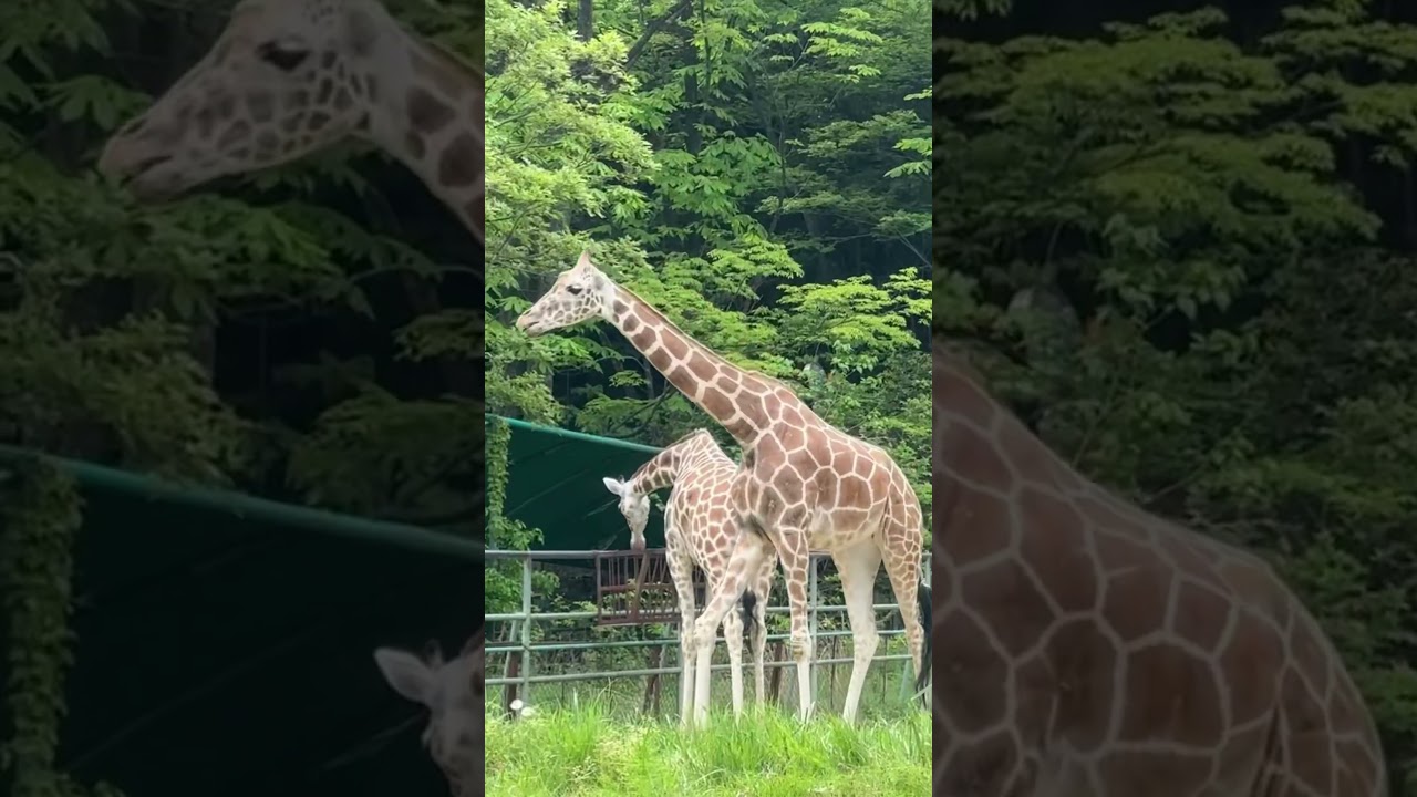 YouTube Short thumbnail