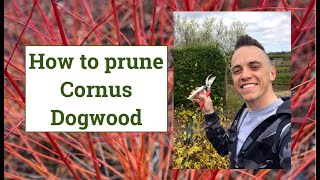 How to prune Cornus or Dogwood for Winter Colour