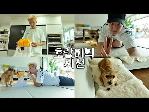 [HOSHI TAMTAM] 무더운 여름 속 뒹굴뒹굴 일상🏠 | 막냇동생 라떼와 집 지키기🐶 | 호랑이의 시선