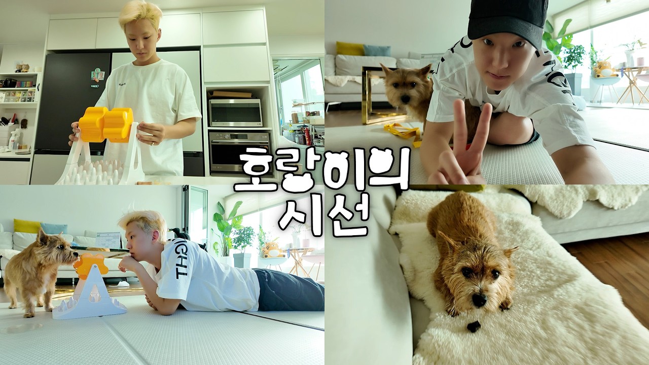 [HOSHI TAMTAM] 무더운 여름 속 뒹굴뒹굴 일상🏠 | 막냇동생 라떼와 집 지키기🐶 | 호랑이의 시선
