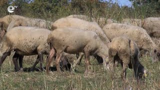 Овцевъди от Хасковска област се събраха на среща във връзка с ваксината срещу шарка