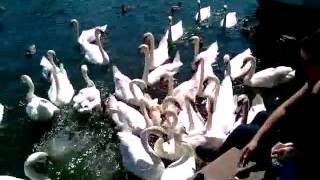 preview picture of video 'Julie feeding swans in Marlow'