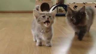 Cute munchkin baby kitten talks too much