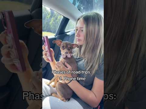 Do you like road trips?! #shortsfeed #fyp #funny #trending #dog #puppy #viral #relatable #couple