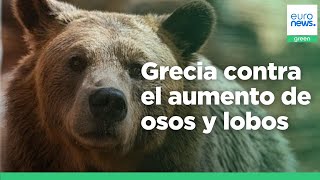 Los habitantes del norte de Grecia se rebelan contra el auge de osos y lobos