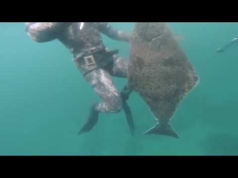 Hunting Halibut in Saltstraumen - Bodø, Norway - 43 KG