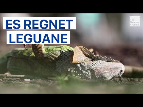 Record cold in the Sunshine State: Florida shivering