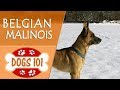 Dogs 101 - BELGIAN MALINOIS - Top Dog Facts About the BELGIAN MALINOIS