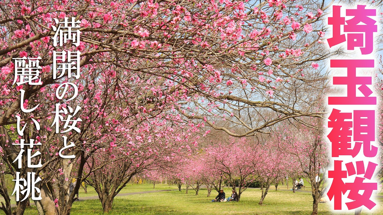 今年初の埼玉桜を求めて狭山の名所と穴場へ/見頃の花桃も/埼玉観光旅行vlog