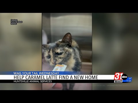 Wag Your Tail Wednesday - YouTube