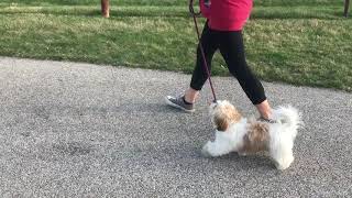 Leash walking at the park