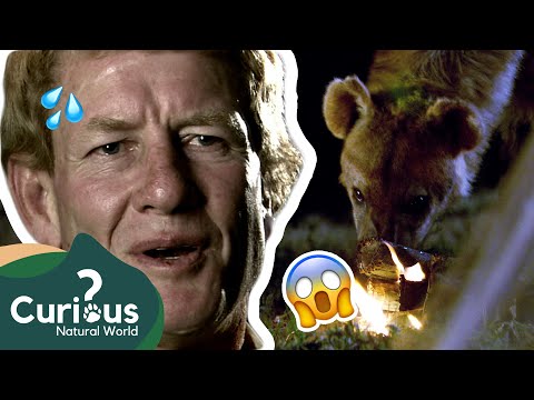 A Sleeping Pilot Attracts A HUNGRY Hyena! 😋😱 | Human Prey | Curious?: Natural World