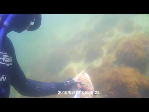 Spearfishing in Tisvilde, the northern coast of Denmark. (30th march 2017)