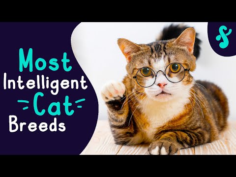 🧠 Top 10 Most Intelligent Cat Breeds in the World | Furry Feline Facts 🐾🐾