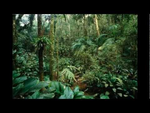 Luvas Verdes - Silvério Pessoa