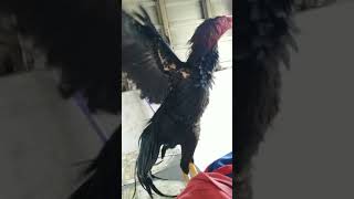 Download lagu Kokok Ayam Bangkok Pakhoy mp3 Download lagu Kokok Ayam Bangkok Pakhoy mp3