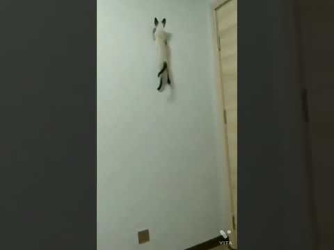 Is it possible ?/ 😱😱 / cat climb on wall/ cat climbing wall/ funny cat/ wall climb/ #cat/ #shorts