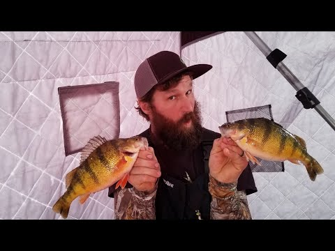 Ice fishing jumbo perch on devils lake with the perch patrol!