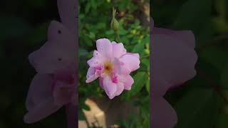 Multicolore English Rose Garden Flower beautiful #flowers #roseflowergarden #trandingshort