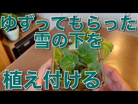 園芸 ジャコウユキノシタ