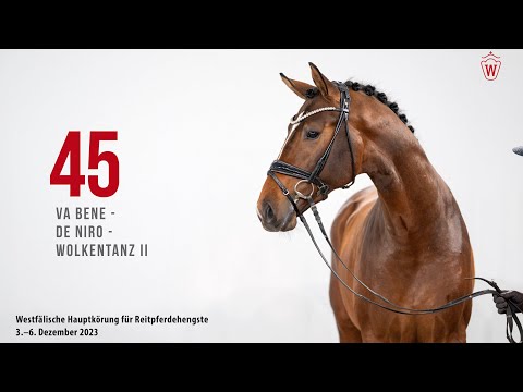 Hauptkörung 2023 Reitpferde Katnr. 45 Va Bene - De Niro - Wolkentanz II