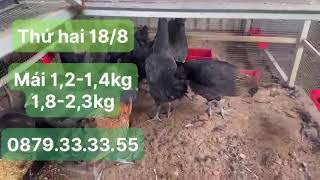 Thứ hai 18/08